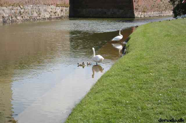 * Image 32