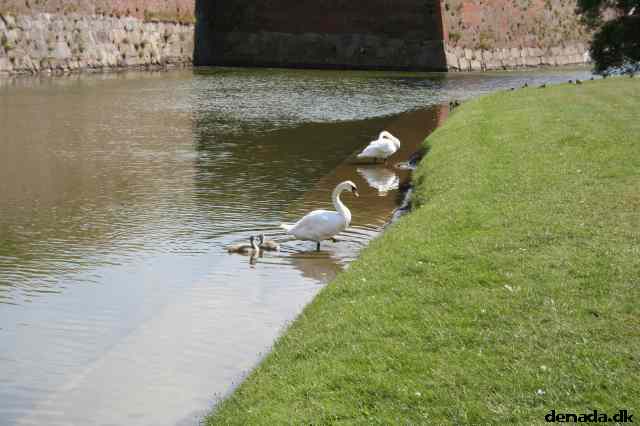 * Image 33