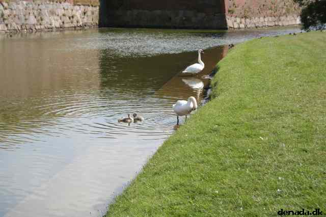 * Image 34