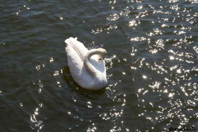 * Image 36