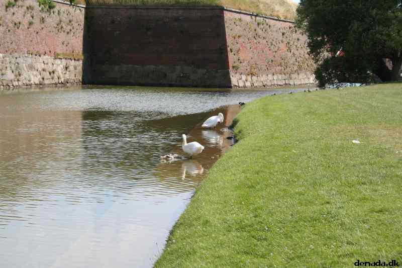 * Image 31