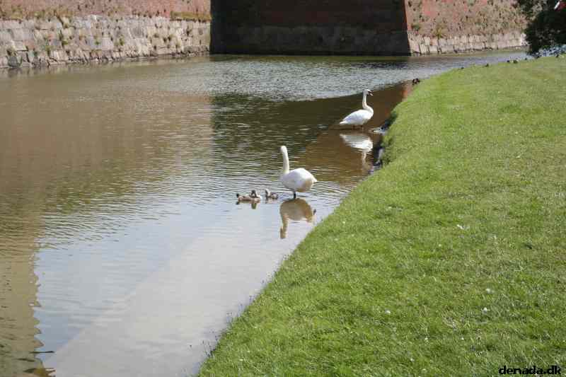 * Image 32