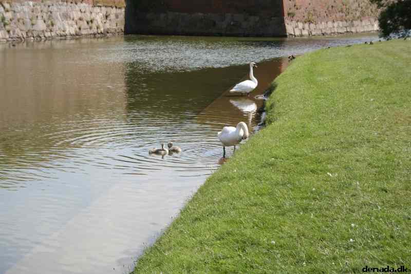* Image 34