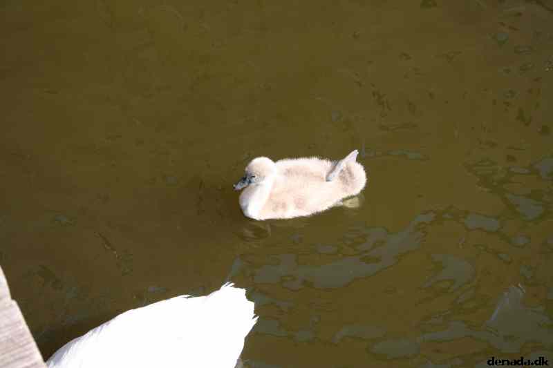 * Image 39