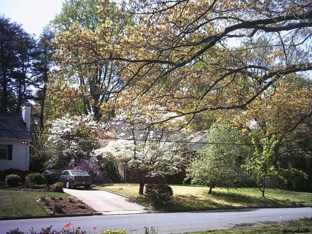 * Image 2