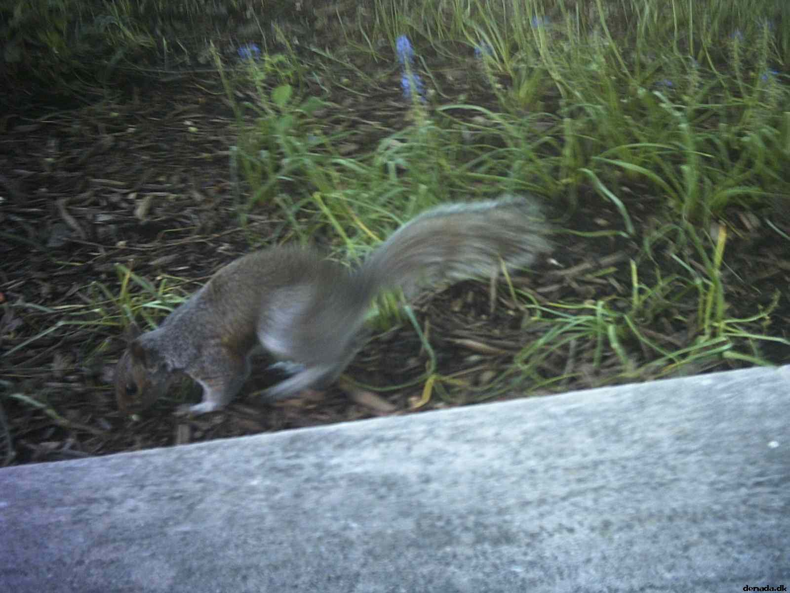 * Image 17