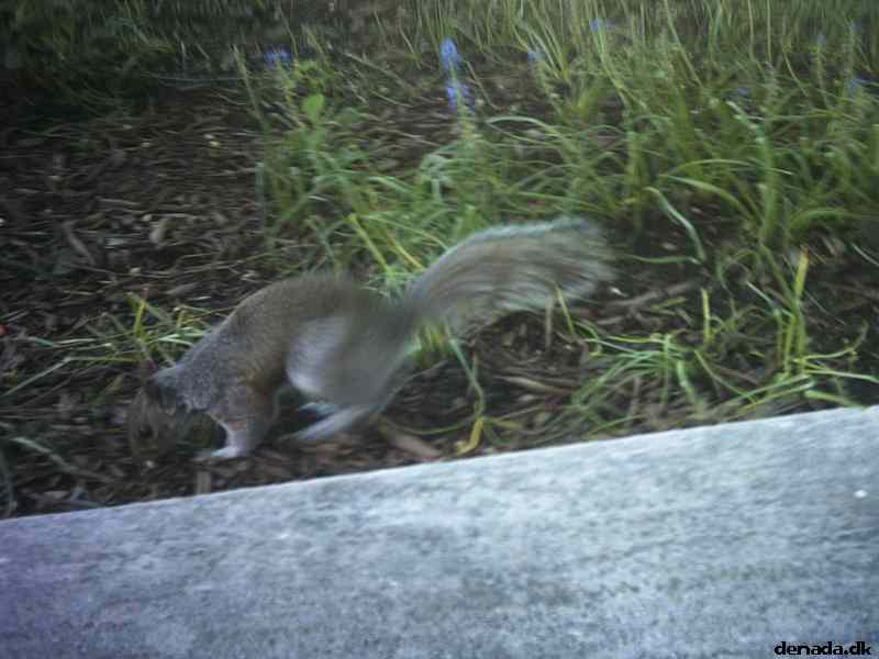 * Image 17