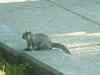 PHTO0340.JPG - 2003:01:06 01:15