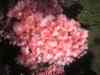 PHTO0385.JPG - 2006:04:25 11:59