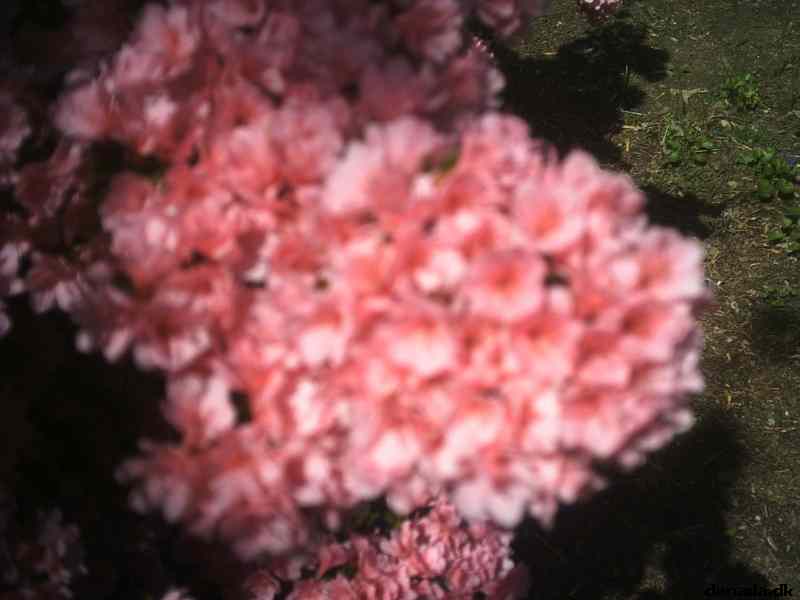 * Image 36