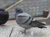 HPIM0963.JPG - 2006:04:23 13:48:00
