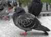 HPIM0966.JPG - 2006:04:23 13:48:22