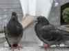 HPIM0967.JPG - 2006:04:23 13:48:30