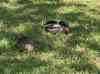 HPIM1108.JPG - 2006:04:24 12:12:59