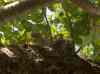 HPIM1129.JPG - 2006:04:24 12:41:34