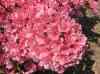 HPIM1275.JPG - 2006:04:25 11:45:12