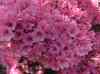 HPIM1276.JPG - 2006:04:25 11:45:22