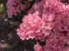 HPIM1277.JPG - 2006:04:25 11:45:28