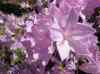 HPIM1282.JPG - 2006:04:25 11:47:29