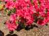 HPIM1283.JPG - 2006:04:25 11:48:07