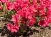 HPIM1284.JPG - 2006:04:25 11:48:15