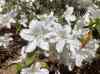 HPIM1285.JPG - 2006:04:25 11:50:01