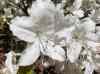 HPIM1286.JPG - 2006:04:25 11:50:09