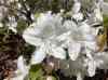 HPIM1287.JPG - 2006:04:25 11:50:16
