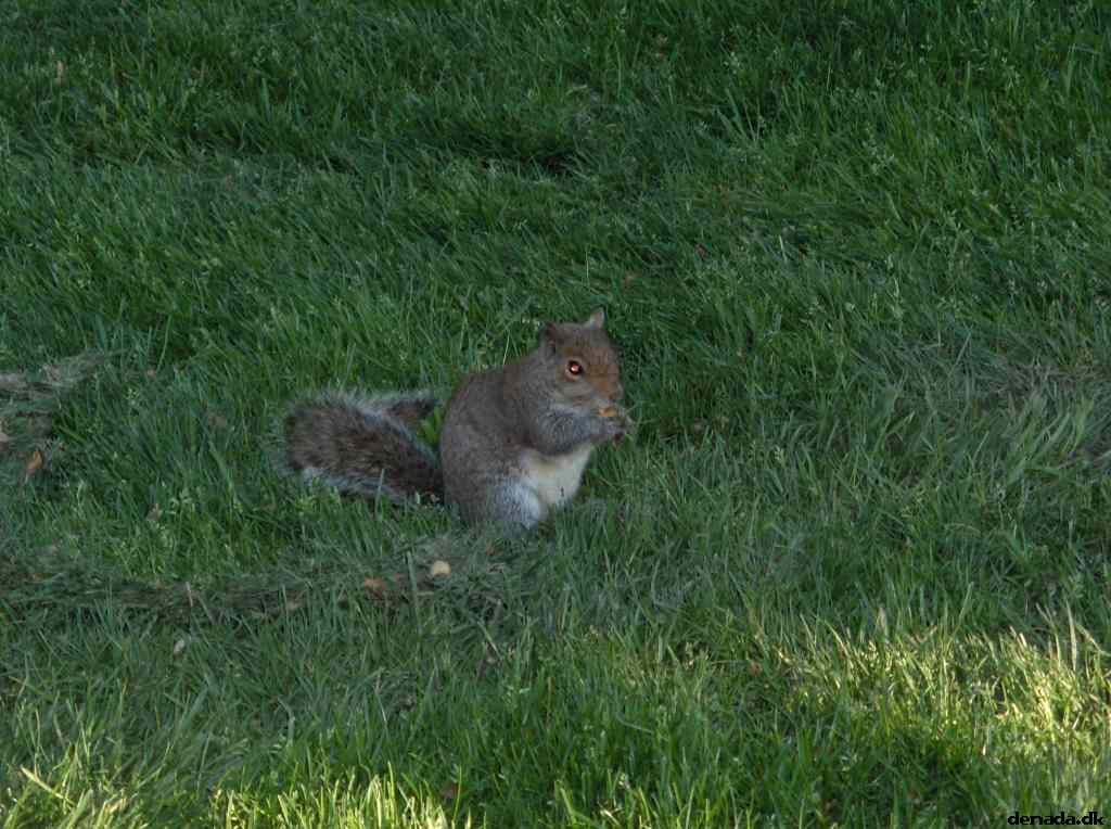 * Image 589