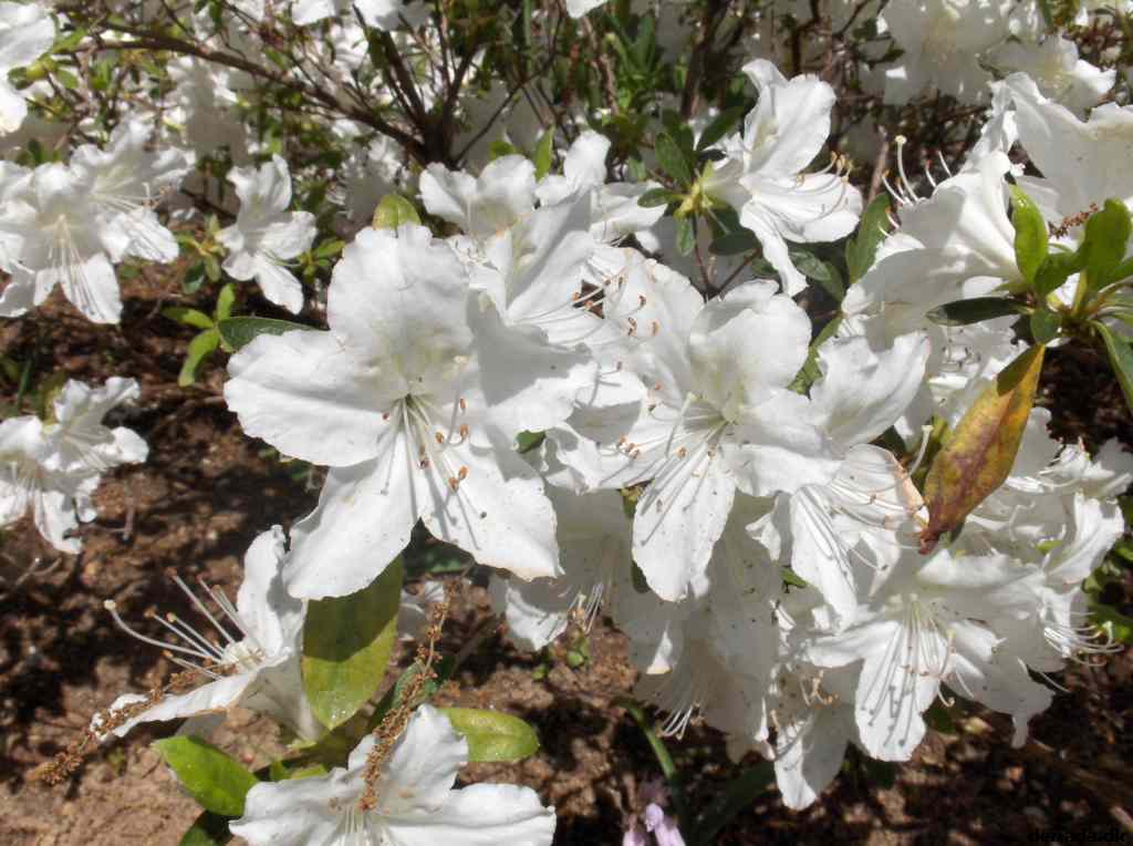 * Image 660
