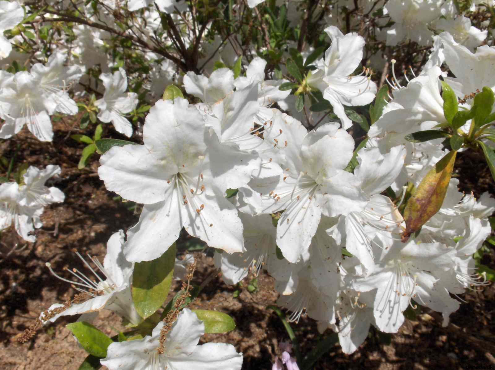 * Image 660