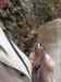 HPIM0782.JPG - 2006:04:21 15:47:57