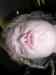 HPIM1230.JPG - 2006:04:24 21:16:20