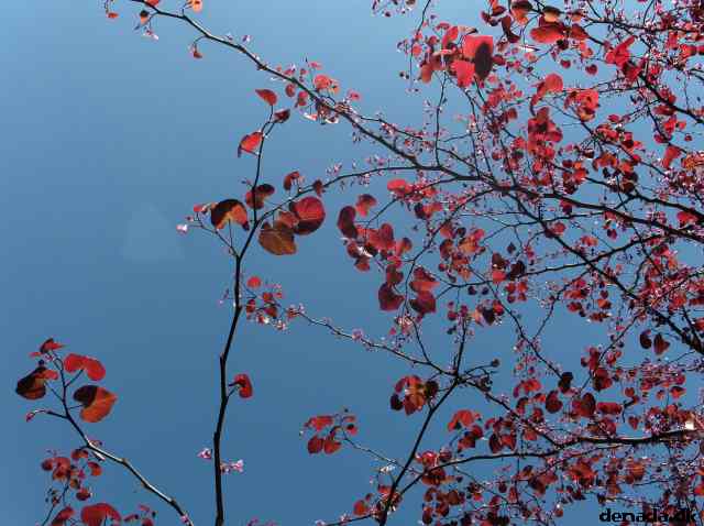 * Image 105