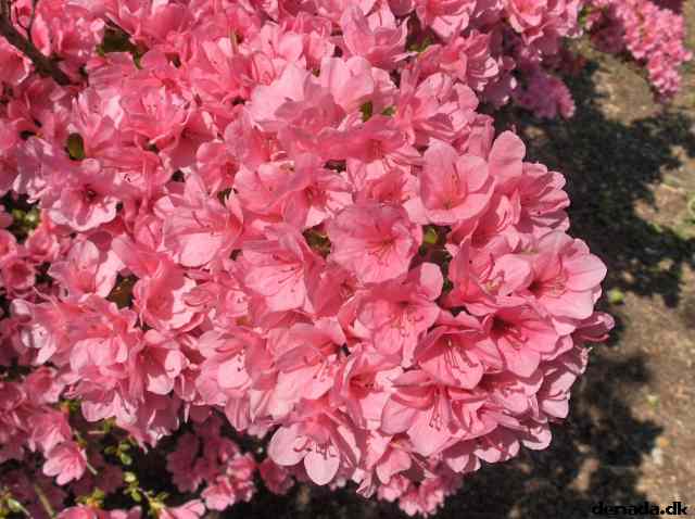 * Image 650