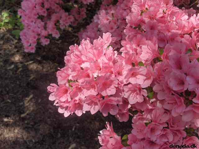 * Image 652