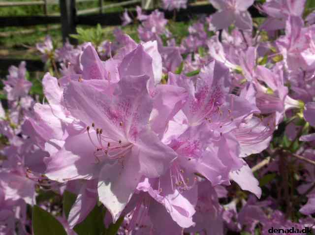 * Image 655