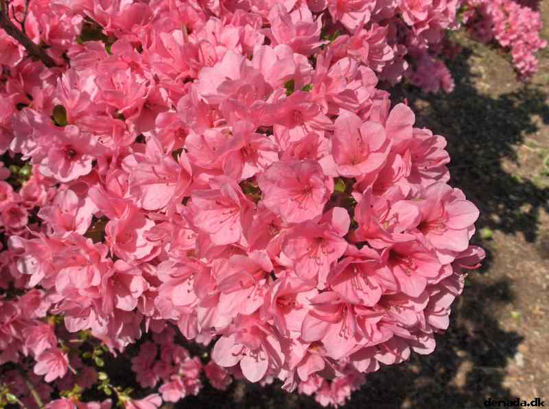 * Image 650