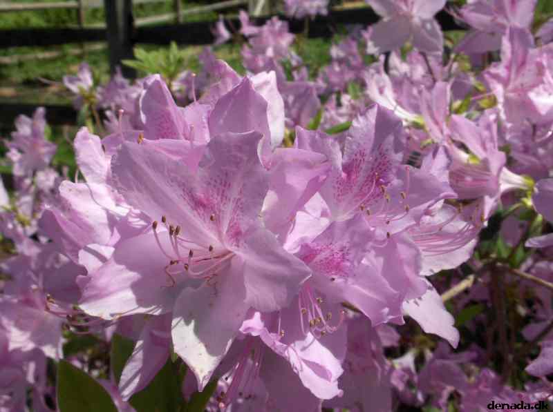 * Image 655