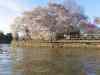 2006_April_2nd_-_Cherry_Blossoms_008.jpg - 2006:04:02 18:04:24