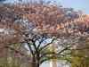 2006_April_2nd_-_Cherry_Blossoms_015.jpg - 2006:04:02 18:24:43