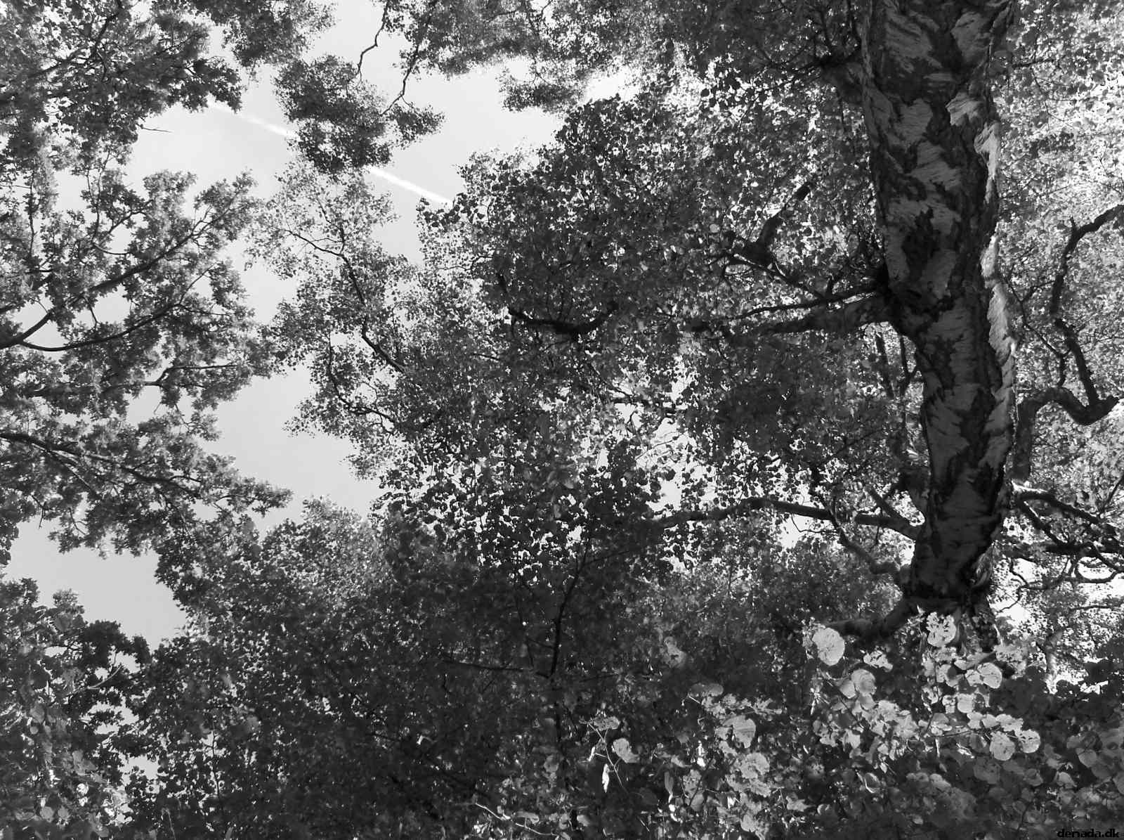 * Image 15
