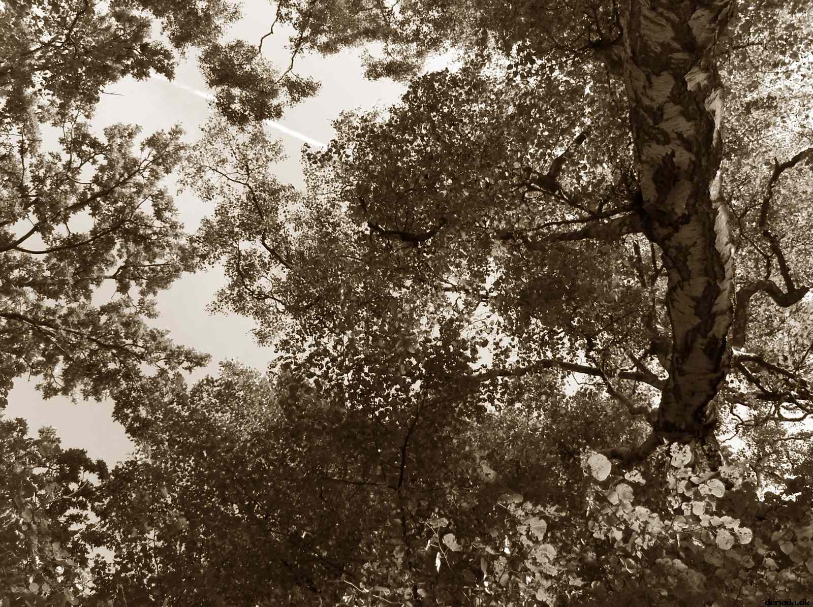 * Image 16