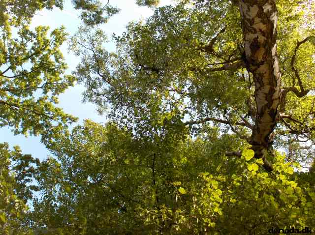 * Image 14