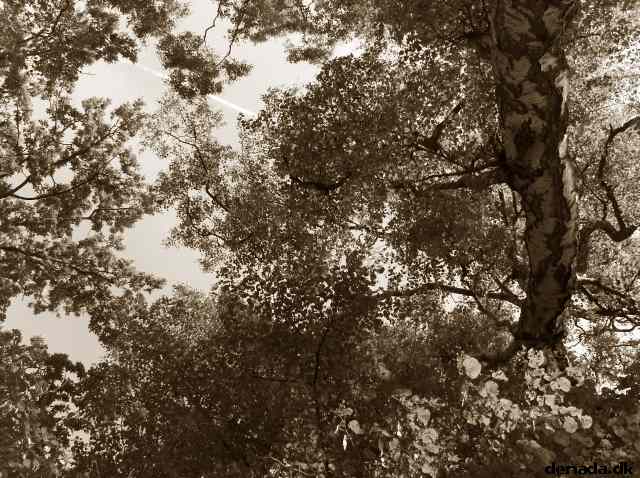 * Image 16