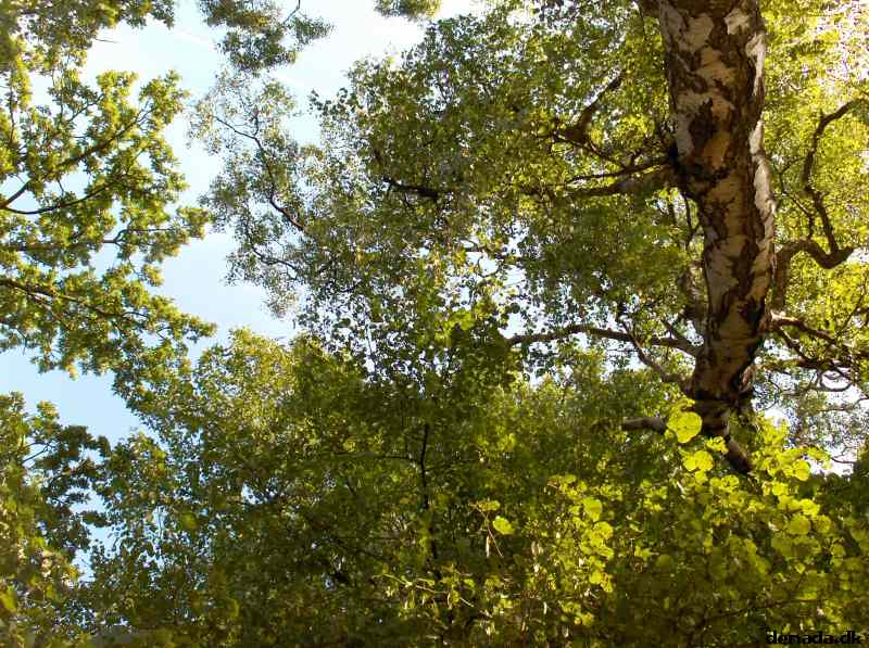 * Image 14