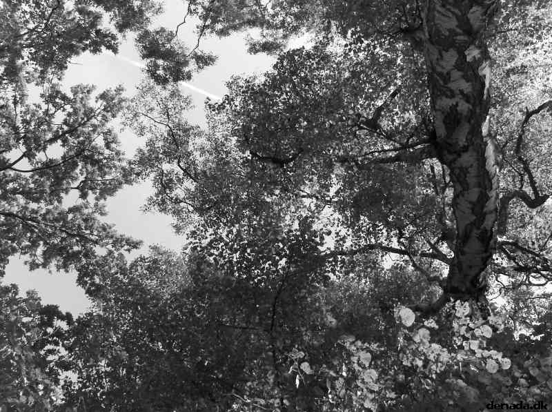 * Image 15