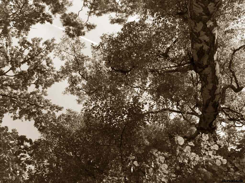 * Image 16