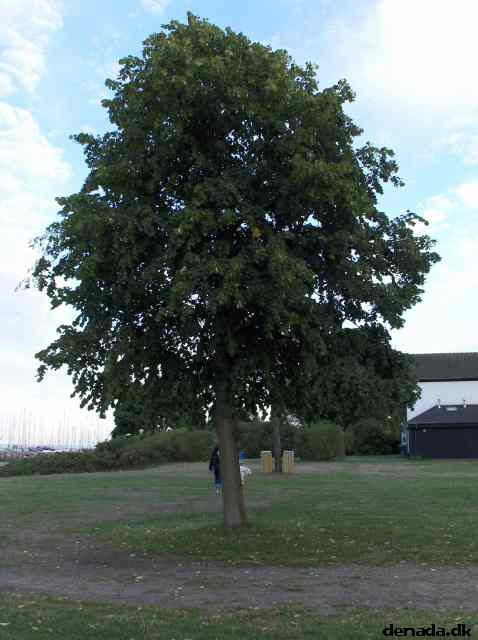 * Image 6