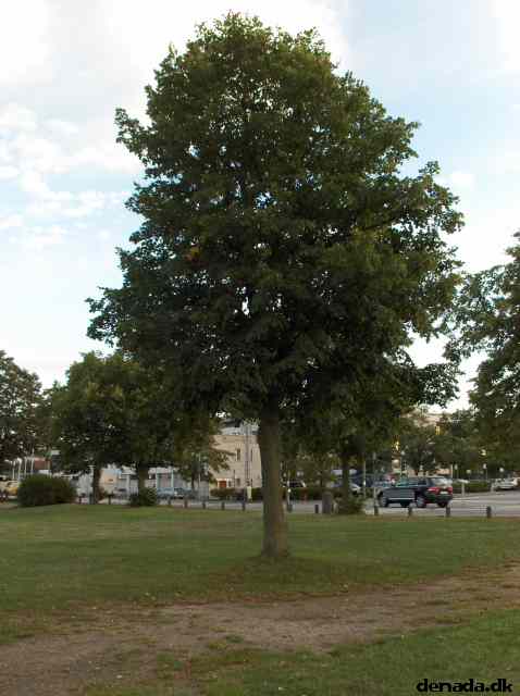 * Image 7